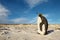 Juvenile king penguin standing on a sandy beach