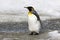 A juvenile king penguin waddles in the slush on Salisbury Plain on South Georgia