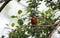 Juvenile kingfisher perching in a riverside tree