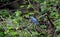 Juvenile kingfisher perching in a riverside tree