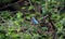 Juvenile kingfisher perching in a riverside tree