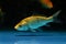 Juvenile koi carp in pet shop aquarium, yellow colored domesticated commercial aqua trade breed, popular ornamental fish