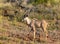 A juvenile kudu bull isolated