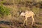 A juvenile kudu bull isolated