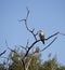 Juvenile Laughing or Australian Kookaburra in a tree.