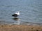 Juvenile laughing gull on Lake Grand Lieu