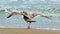 Juvenile laughing gull, Leucophaeus atricilla, on beach at Port Aransas Texas