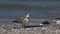 Juvenile Laughing Gull, Leucophaeus atricilla, on a Florida beach