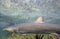 Juvenile Lemon Shark (Negaprion brevirostris) in the mangroves of Bimini, Bahamas