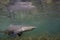 Juvenile Lemon Shark (Negaprion brevirostris) in the mangroves of Bimini, Bahamas