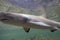 Juvenile Lemon Shark (Negaprion brevirostris) in the mangroves of Bimini, Bahamas