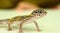 Juvenile Leopard gecko standing