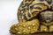 Juvenile Leopard Tortoise Stigmochelys pardalis on white background