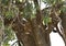 Juvenile Leopard on a tree , Masai Mara