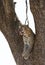 Juvenile Leopard yawning on the tree, Masai Mara