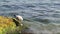 Juvenile Lesser black backed gull. (Larus fuscus) Shorebirds. Istanbul, Turkey