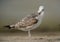 Juvenile Lesser black-backed gull preening at Busaiteen coast