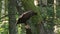 A juvenile Lesser spotted eagle Aquila pomarina sits on a branch near the nest.