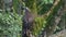 A juvenile Lesser spotted eagle sits on a branch near the nest and looks up.