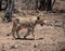 Juvenile Lion