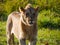 Juvenile lion Panthera leo standing up and watches very careful the pride move in Serengeti Nationalpark