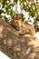 Juvenile lion sleeping in a tree. The Ishasha sector of Queen Elizabeth National Park is famed for the tree climbing lions, who