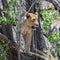 Juvenile Lion In A Tree