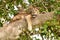 Juvenile lion in a tree. The Ishasha sector of Queen Elizabeth National Park is famous for the tree climbing lions, who climb to