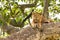 Juvenile lion in a tree. The Ishasha sector of Queen Elizabeth National Park is famous for the tree climbing lions, who climb to