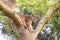 Juvenile lion in a tree. The Ishasha sector of Queen Elizabeth National Park is famous for the tree climbing lions, who climb to