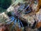 Juvenile lionfish swims over reef at Florida Keys National Marine Sanctuary.