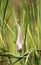 Juvenile Little Bittern in its characteristic skywards pointing pose