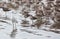 Juvenile Little Blue Heron