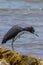 Juvenile Little Blue Heron in attack mode