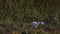 Juvenile Little Blue Heron, Egretta caerulea, hunting in Everglades