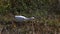 Juvenile Little Blue Heron, Egretta caerulea, hunting in Florida