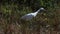 Juvenile Little Blue Heron, Egretta caerulea, looking for food