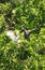 Juvenile little blue heron Egretta caerulea and young snowy egret Egretta thula