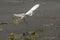 Juvenile little blue heron landing at Orlando Wetlands Park.