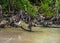 Juvenile Little Blue Heron Perched on a Fallen Mangrove