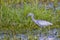 Juvenile Little Blue Heron Profile