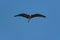 Juvenile Little Blue Heron soaring overhead in a blue sky