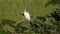 Juvenile little blue heron standing in a tree