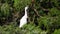 Juvenile little blue heron standing in a tree