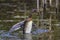 Juvenile little grebe Tachybaptus ruficollis diving, hunting