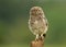 Juvenile Little Owl Athene noctua on a post