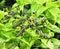 juvenile locusts feeding on leafes