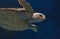 Juvenile loggerhead sea turtle, Caretta caretta