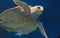 Juvenile loggerhead sea turtle, Caretta caretta