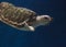 Juvenile loggerhead sea turtle, Caretta caretta